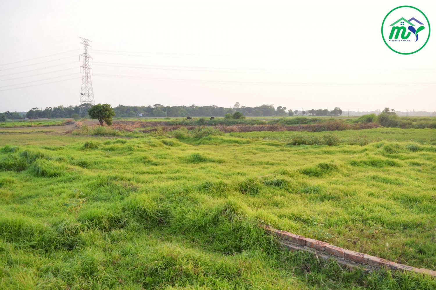 Only 7 lakh Tk per katha, Ready plots sold for home construction at Keraniganj in Dhaka.